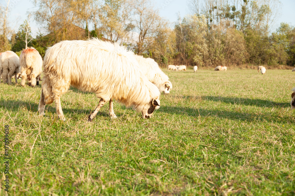 Fluffy sheep grazing peacefully in a sun-drenched pasture. A tranquil rural scene. Fluffy sheep grazing peacefully in a sun-drenched pasture. A tranquil rural scene.
