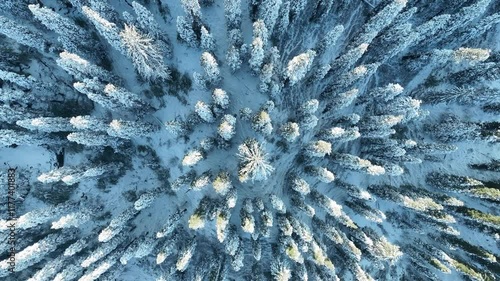 Snow-Covered Trees from Above