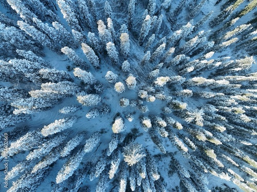 Snow-Covered Trees from Above 