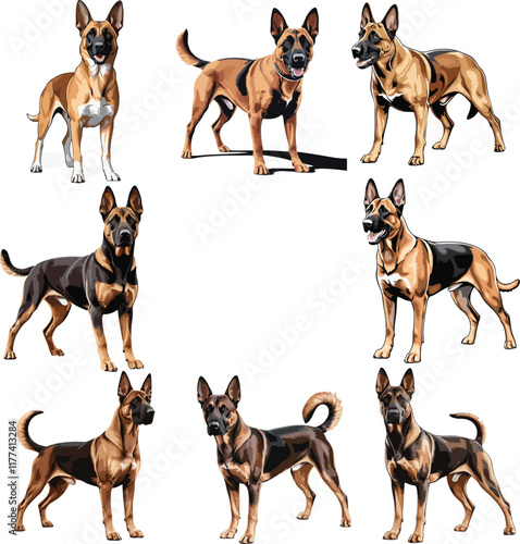 Set Of Belgian Malinois dog vector illustration white background