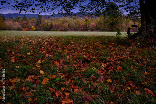 A long shot, a meadow with dry red leaves of an old lime tree and further behind meadows and woods