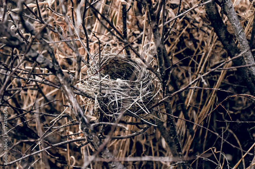 Empty small bird nest lies in dry branches tree, close up wildlife Empty small bird nest lies in dry branches tree, close up wildlife