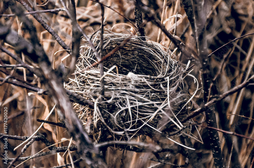 Empty small bird nest lies in dry branches tree, close up wildlife Empty small bird nest lies in dry branches tree, close up wildlife
