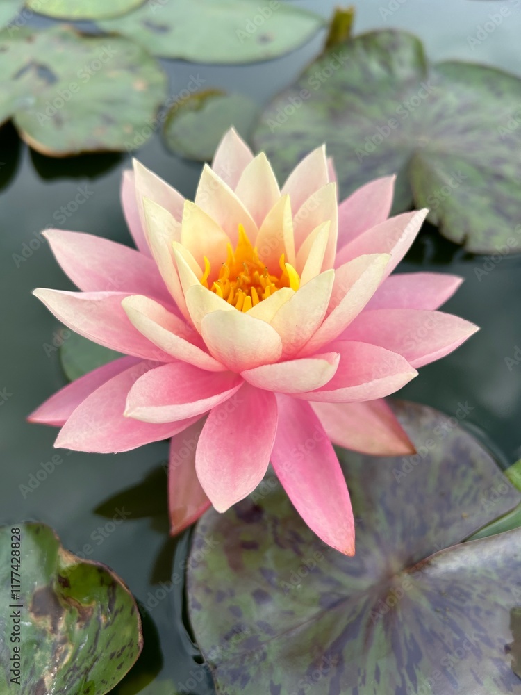 Nymphaea Haunting Beauty Water Lily Lotus Nymphaea Haunting Beauty Water Lily Lotus