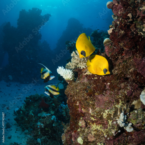 Masked Butterflyfish (Chaetodon semilarvatus) on the Umm Aruk divesite, Red Sea, Egypt photo