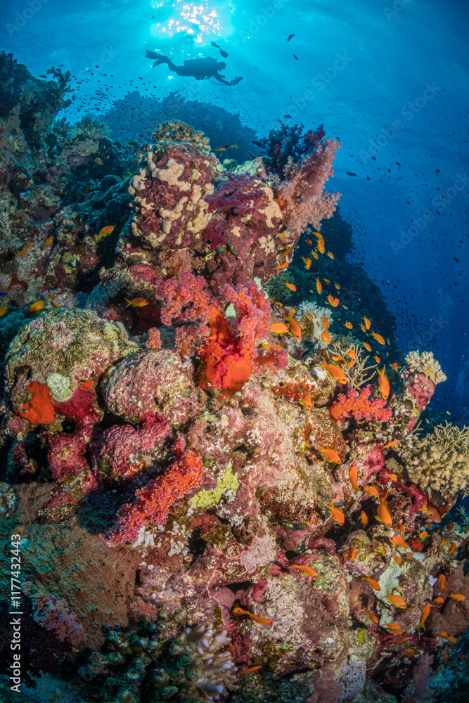 Fototapeta premium Diver with Anthias on the Umm Aruk divesite, Red Sea, Egypt