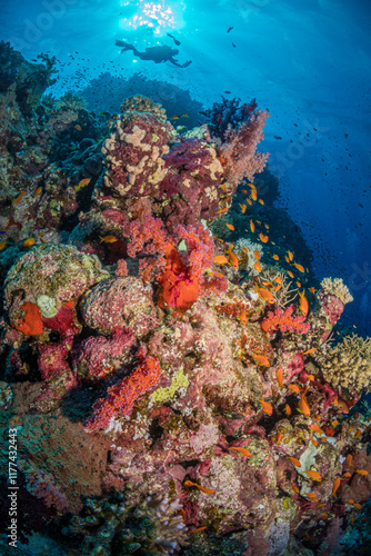 Diver with Anthias on the Umm Aruk divesite, Red Sea, Egypt photo