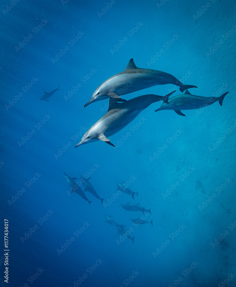 Obraz premium spinner dolphins (Stenella longirostris) in the Red Sea, Egypt