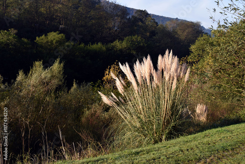The invasive plant pampas g...