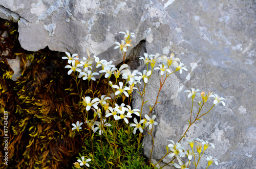 The lithophyte plant Saxifr...