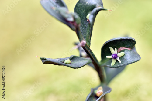 Canvas Print Leaves and flowers of butcher's broom (Ruscus aculeatus)