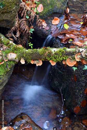 Dead wood fungi grow next t...
