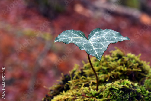 A green leaf of ivy (Hedera...