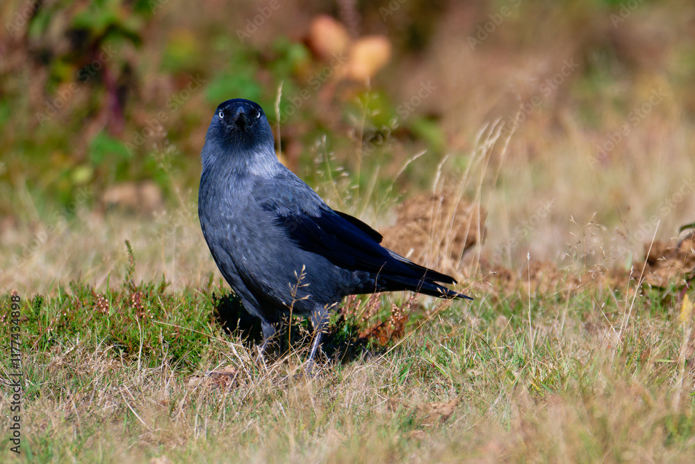 Dohlen im Herbst bei der Futtersuche Dohlen im Herbst bei der Futtersuche
