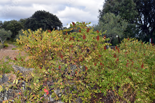 Specimens of Sicilian sumac...