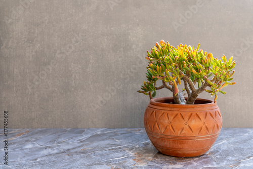 Crassula gollum in a beautiful terracotta flowerpot with a blank space for your text photo