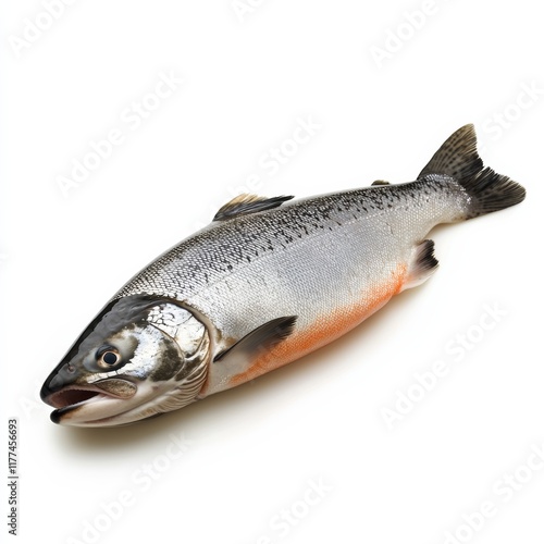 A single salmon highlighted under soft lighting to emphasize detail on a clean white background