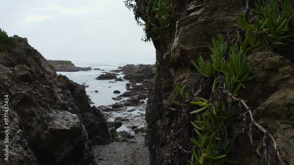Carpobrotus Ice plant growing on rocks by the ocean on a rainy day and gray sky Carpobrotus Ice plant growing on rocks by the ocean on a rainy day and gray sky