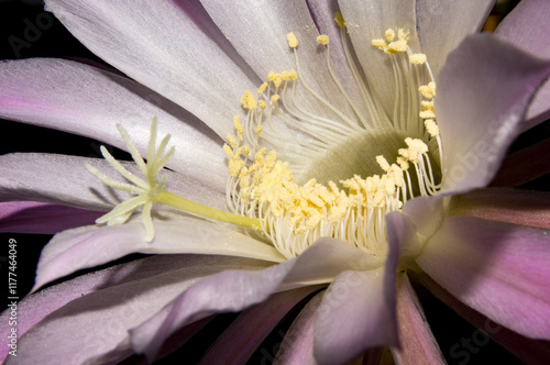 close up of pink cactus flower photo