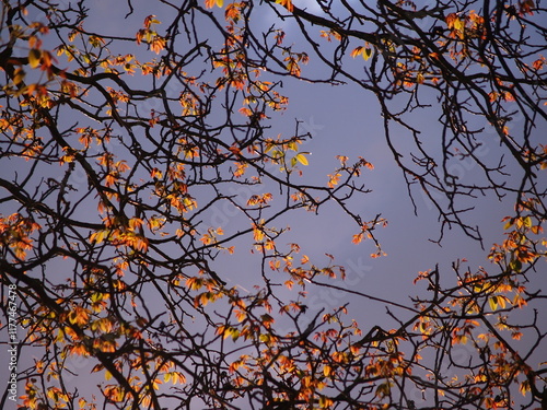 Foto Early spring sprouting walnut tree branches against dramatic spring stormy sky