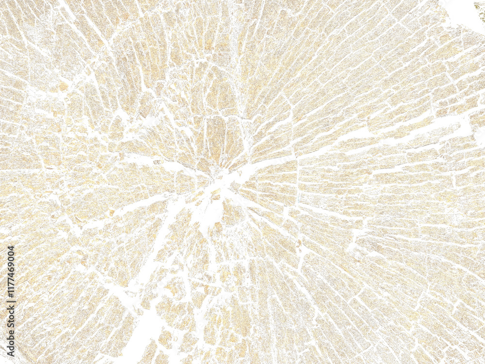 Fototapeta premium Wooden tree trunk surface background
