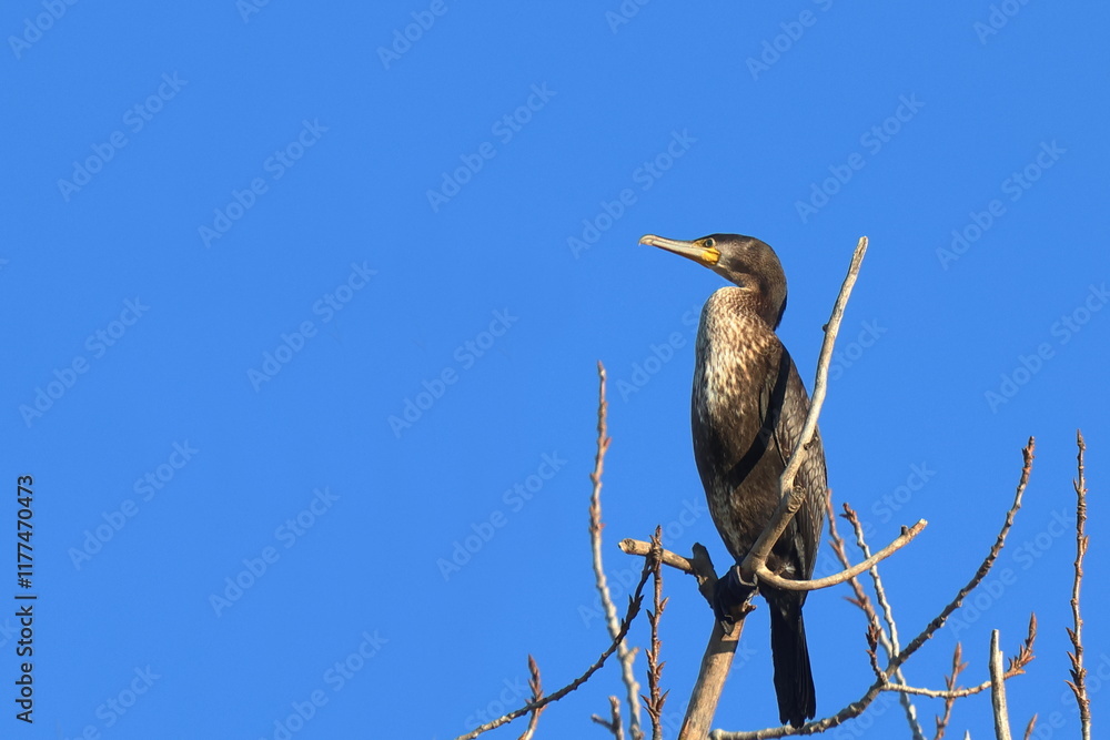 Obraz premium osservatorio