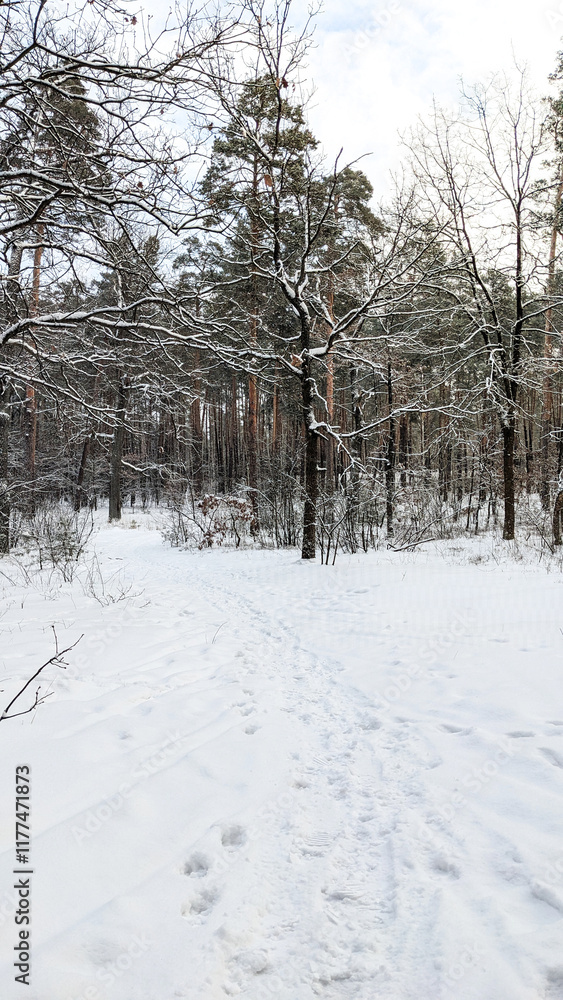 Fototapeta premium A serene winter forest with snow-covered trees and a winding path marked by footprints. Bright white snow contrasts with the earthy tones of the trees. A walk in the winter woods.