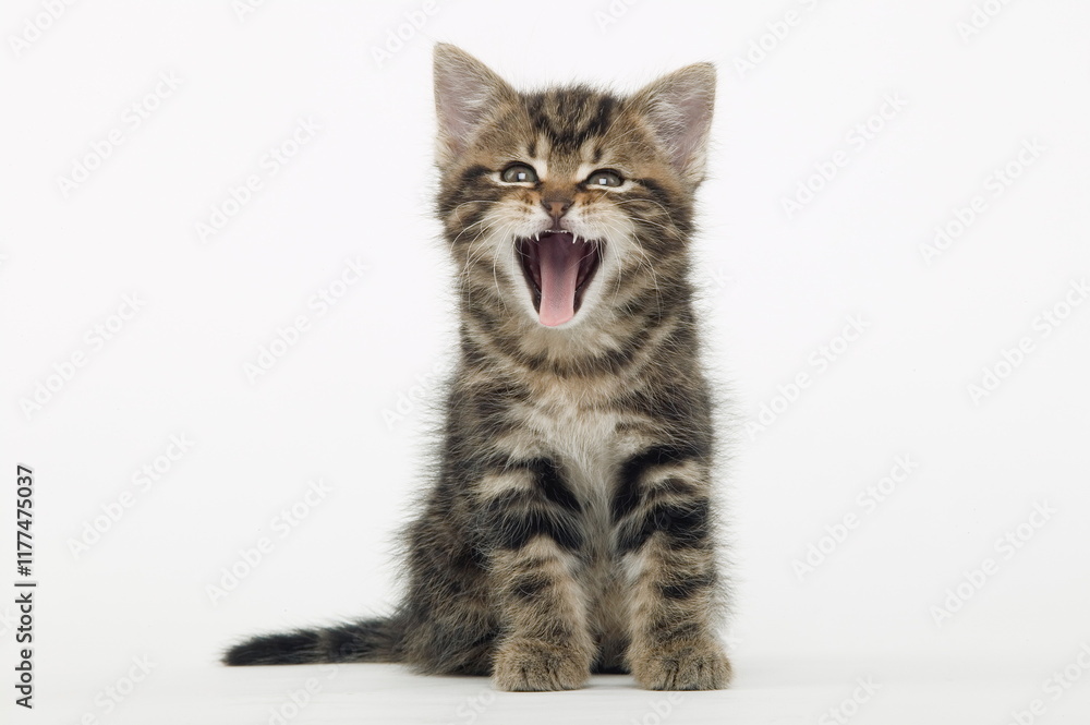 Chaton de gouttière Chaton de gouttière