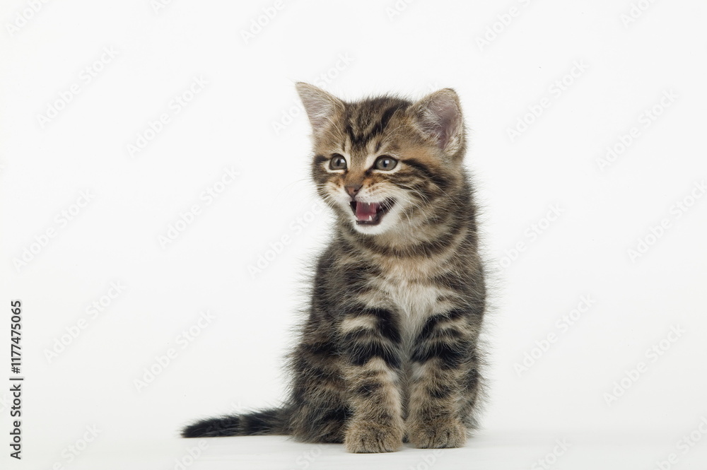 Chaton de gouttière Chaton de gouttière