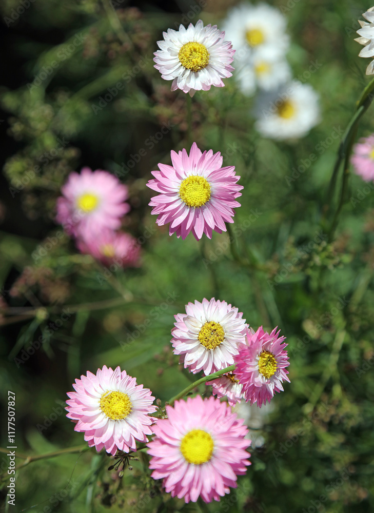 Macro image of pink and white Paper Daisies, New South Wales Australia
Macro image of pink and white Paper Daisies, New South Wales Australia