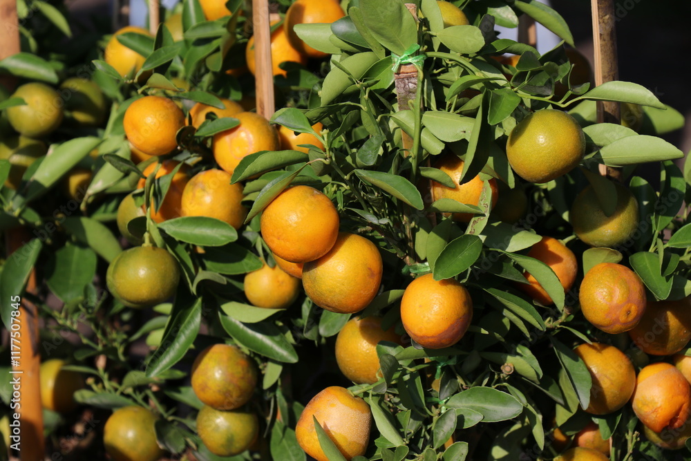 A fertile orange garden. The orange trees bear a lot of fruit. A fertile orange garden. The orange trees bear a lot of fruit.
