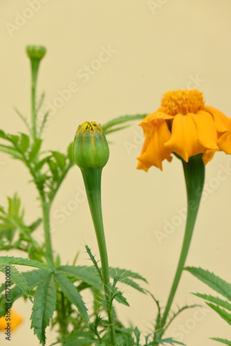 closeup the orange marigold flower with bud growing with leaves in the garden soft focus yellow brown background.