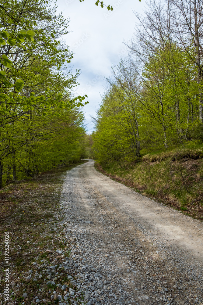 Gravel road winding through a lush green forest Sunlight filters through the leaves Gravel road winding through a lush green forest Sunlight filters through the leaves