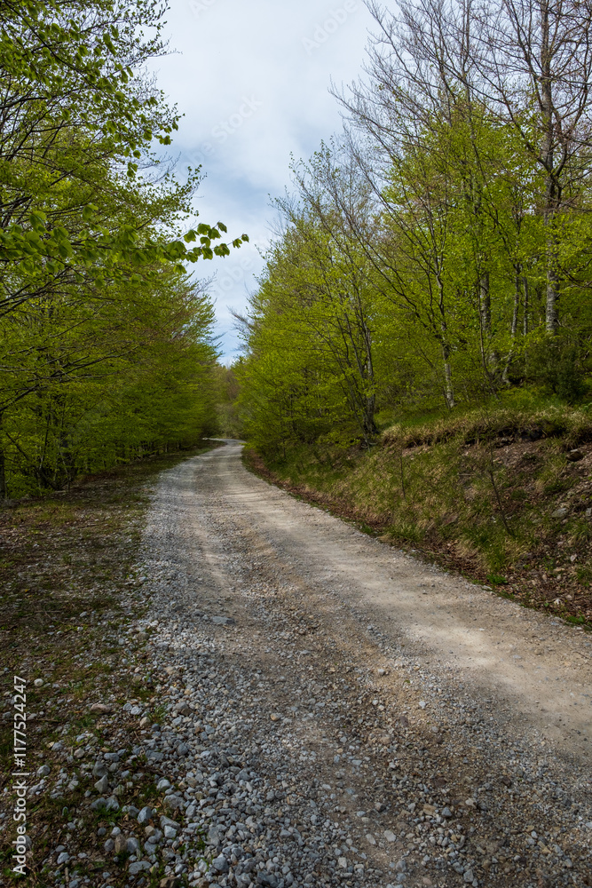 Fototapeta premium Gravel road winding through a lush green forest Serene nature scene