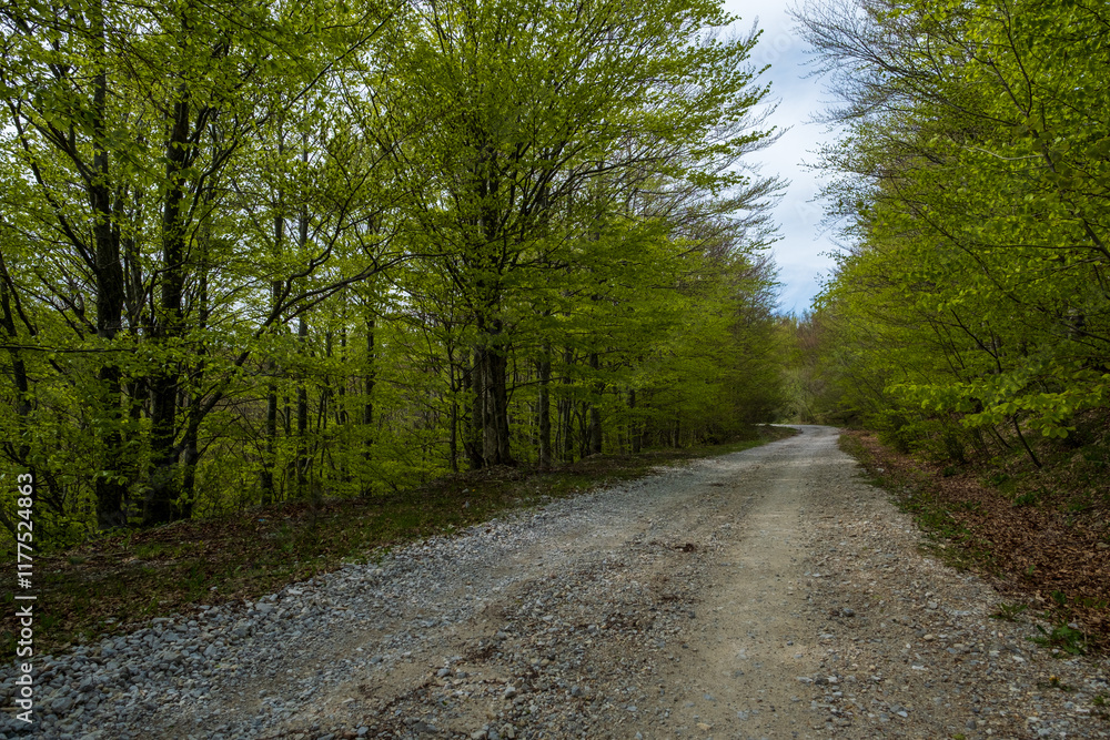 Gravel road winding through a lush green forest Tranquil nature scene Gravel road winding through a lush green forest Tranquil nature scene