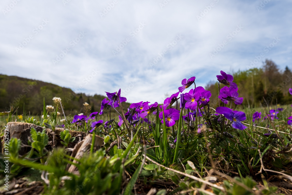 Obraz premium Vibrant purple wildflowers in a field under a partly cloudy sky