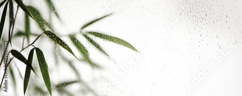 Fresh green bamboo leaves with raindrops on window glass