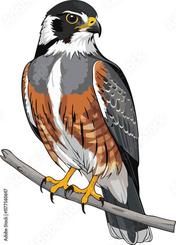 American Kestrel vector illustration white background