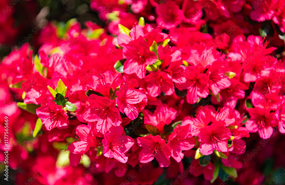 Natural flower plant. Flora nature. Bright blooming azalea flower in nature. Azalea flower. Flowering nature closeup. Macro of flowering azalea plant. Exotic flower. Blooming flowers Natural flower plant. Flora nature. Bright blooming azalea flower in nature. Azalea flower. Flowering nature closeup. Macro of flowering azalea plant. Exotic flower. Blooming flowers