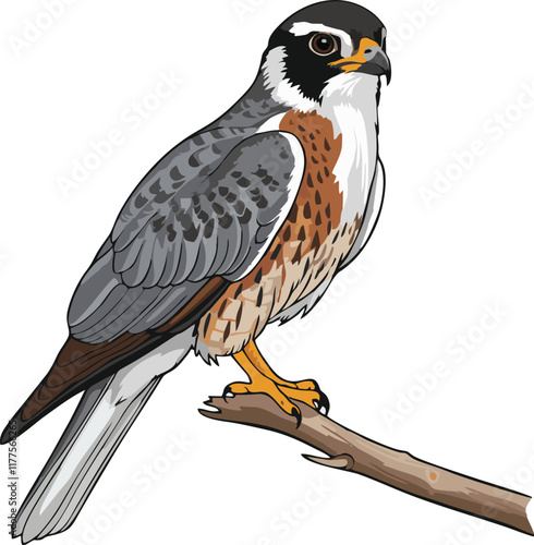 American Kestrel vector illustration white background