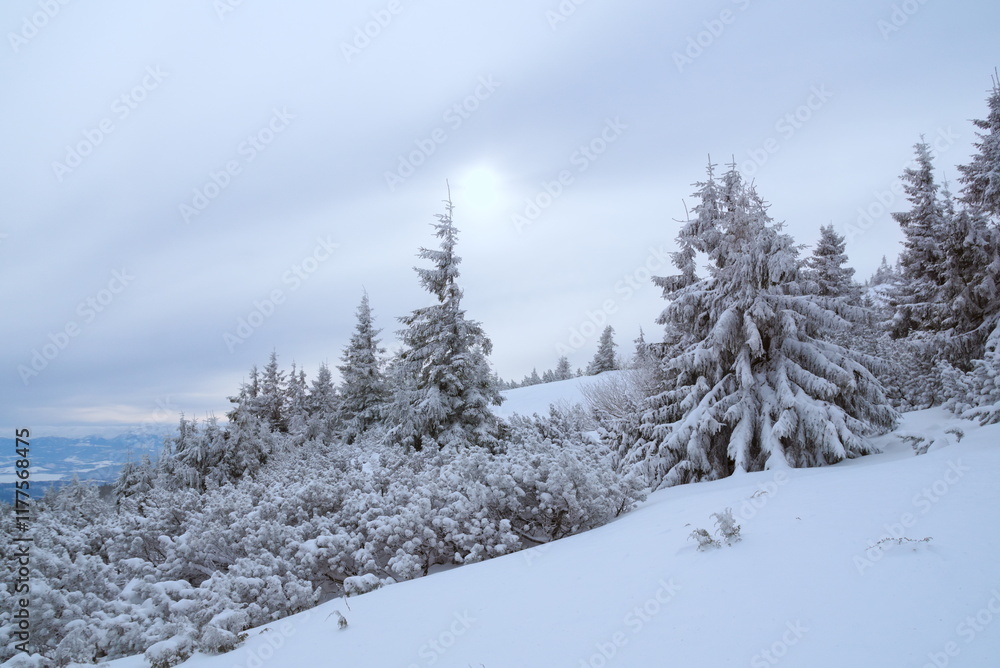Naklejka premium drzewa pokryte śniegiem na stoku góry
