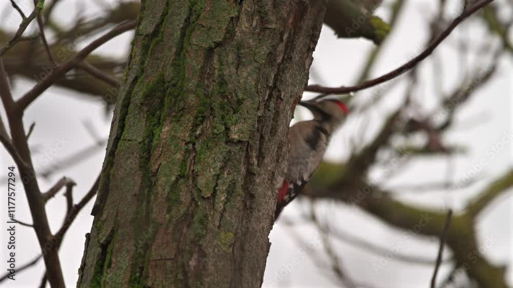 Syrian Woodpecker (Dendrocopos syriacus) Feeding on a Tree Trunk in the Forest