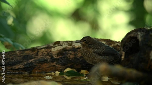 Common blackbird 4k 30p 1 photo