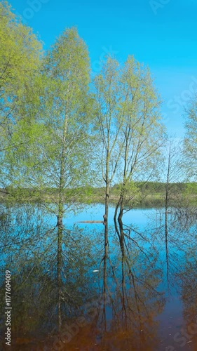 Trees that Standing In Water During Spring Flood floodwaters. Reflection of Trees woods in Water deluge During A Spring Flood. Beautiful spring landscape with reflection in river. inundation Lake Or photo