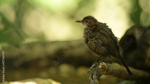 Common blackbird 4k 30p 5 photo