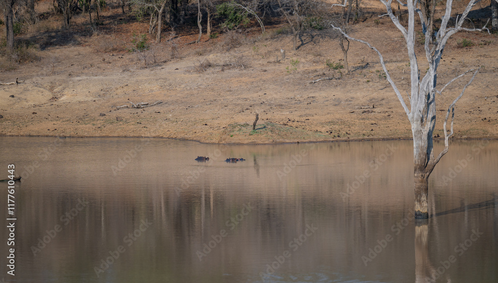 Afrikanische Tiere Flusspferde genannt Nilpferd - Hippo, im Krüger National Park - Kruger Nationalpark Südafrika