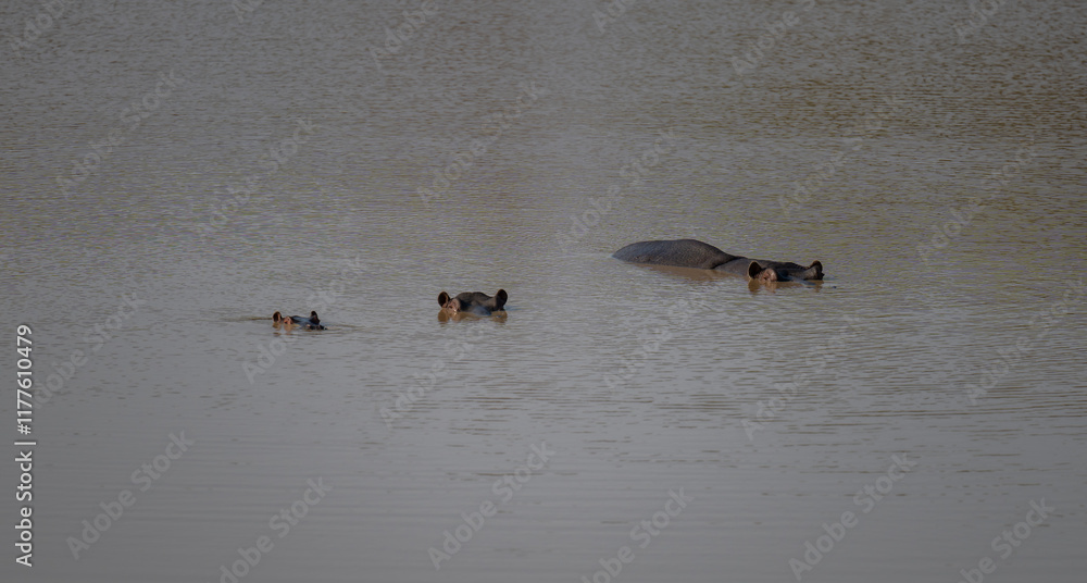 Afrikanische Tiere Flusspferde genannt Nilpferd - Hippo, im Krüger National Park - Kruger Nationalpark Südafrika