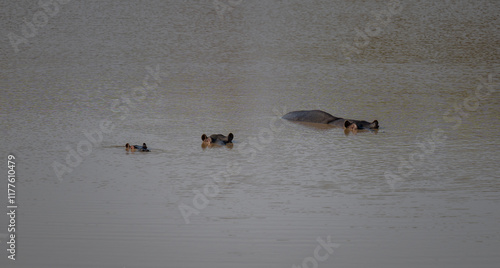 Obraz na płótnie Afrikanische Tiere Flusspferde genannt Nilpferd - Hippo, im Krüger National Park - Kruger Nationalpark Südafrika w salonie