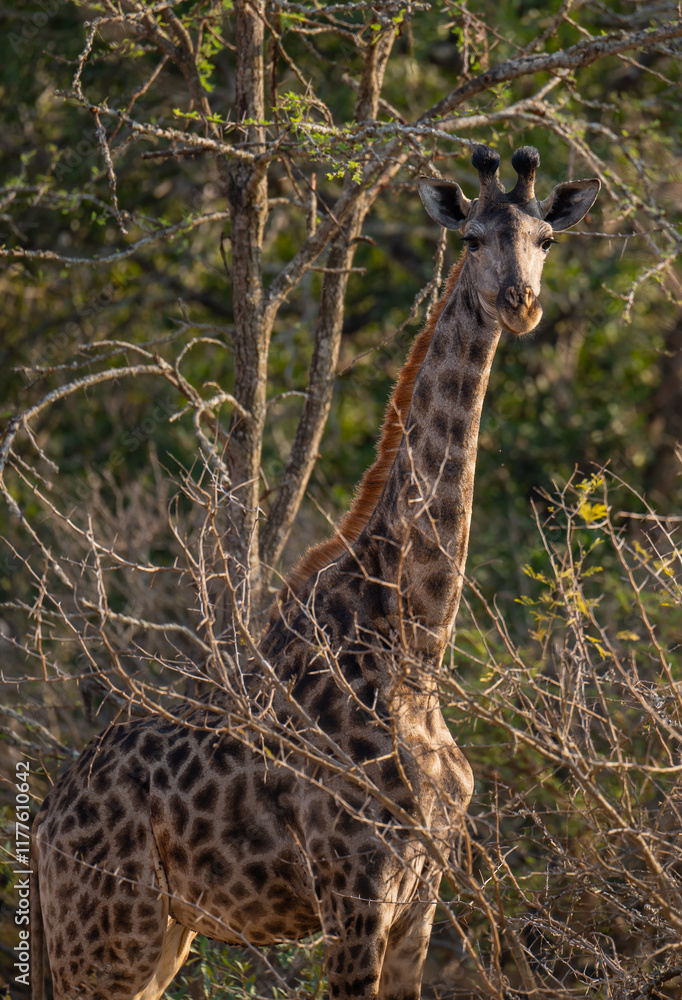 Afrikanische Tiere Giraffe im Busch vom Krüger National Park - Kruger Nationalpark Südafrika
