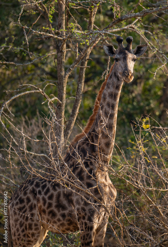 Obraz na płótnie Afrikanische Tiere Giraffe im Busch vom Krüger National Park - Kruger Nationalpark Südafrika w salonie